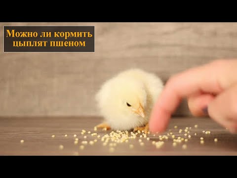 Можно ли кормить цыплят пшеном