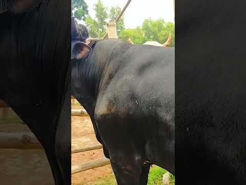 Big cows videos
