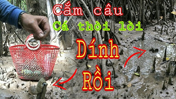 Cấm câu cá thòi lòi - Mồi câu, cá Thòi Lòi ưa thích - Đoàn 39 Vlog