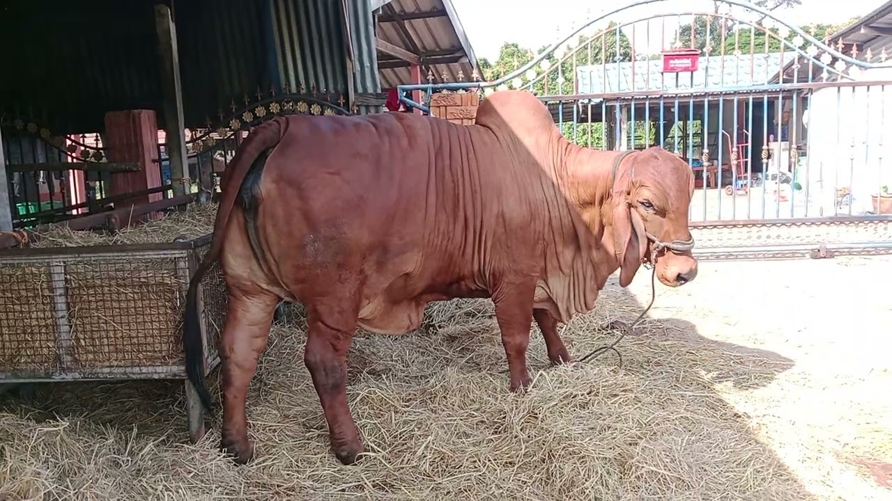 วัวงามกาฬสินธุ์  พาดูวัวสาวท้องแรก  สวยๆ  เด็ดๆ  สอบถาม 0936918796