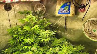 Skunk butter f2s #1 #2 #3 