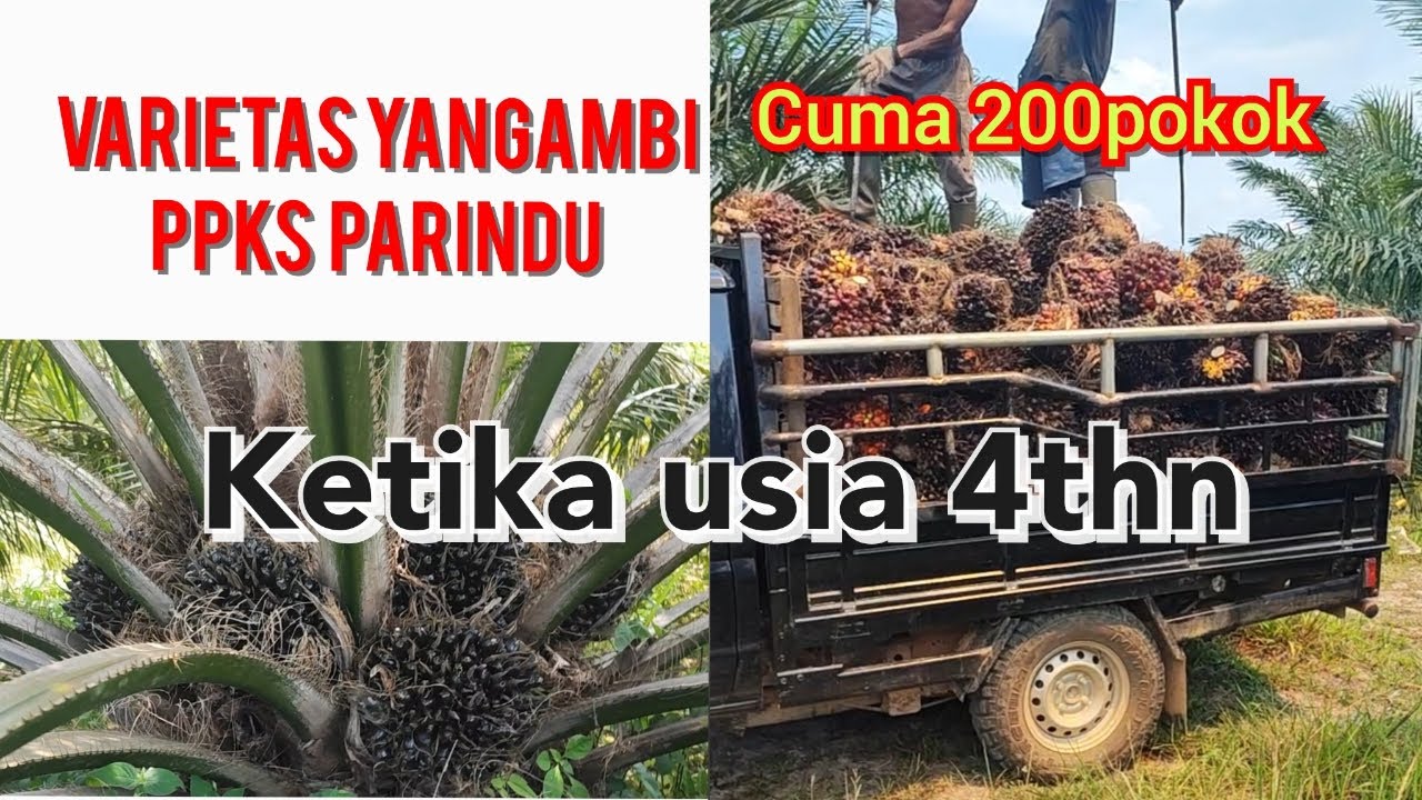 varietas yangambi ppks parindu usia 4thn#sawitunggul#bibitsawitunggulppksparindu