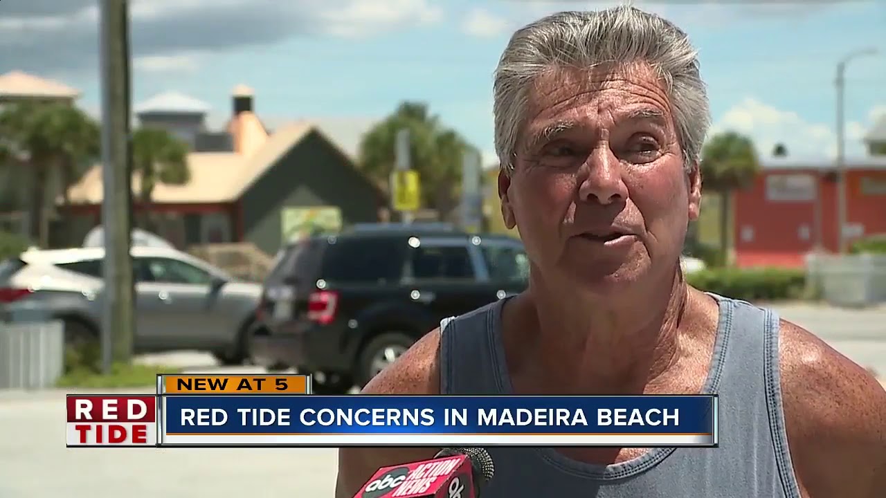 Red tide concerns in Madeira Beach YouTube