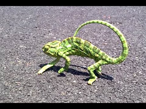 Chameleon Changing Color
