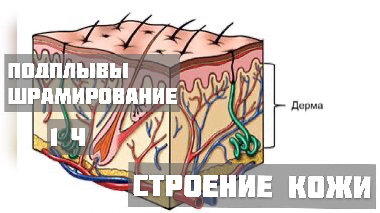 Подплывы и шрамирование!#обучениетату - YouTube