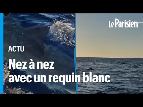 Ils tombent nez à nez avec un requin blanc de 5 mètres au large de la Camargue