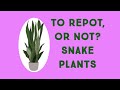 To Repot, or Not?  SNAKE PLANT EDITION