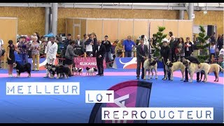 Sélection Meilleur Lot reproducteur du Samedi _ Championnat de France du Chien de Race (Nantes) by Pattes de Cyno 50 views 6 years ago 1 minute, 58 seconds