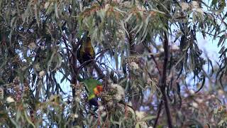 Rainbow lorikeets