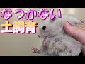 全然なつかない土飼育ハムスター【飼い方/かわいい/ペット/小動物/Keeping hamsters in the soil】