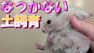 全然なつかない土飼育ハムスター【飼い方/かわいい/ペット/小動物/Keeping hamsters in the soil】