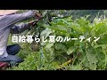 自給暮らしvlog｜田舎暮らし夏のルーティン|#72
