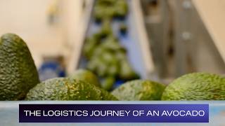 How Avocados Travel Around the World | Cold Chain Logistics