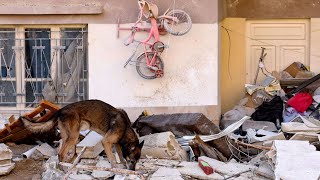 Hero Dog Predicted An Earthquake, Ran Back Home and Rescued A Whole Family!