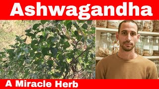 Ashwagandha – A Miracle Herb | Yair Danon #withaniasomnifera #ashwagandha #ashwagandhauses