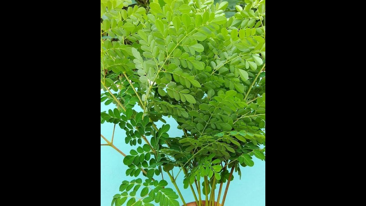 MANFAAT DAUN KELOR DALAM KESEHARIAN KITA 