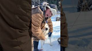 PSA: Grease your Dog Paws in Winter