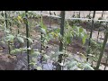 トマト苗と一緒にバジルを植えると美味しいトマトが実ります【コンパニオンプランツ】（害虫予防の草木灰作り）23/4/23