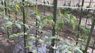 トマト苗と一緒にバジルを植えると美味しいトマトが実ります【コンパニオンプランツ】（害虫予防の草木灰作り）23/4/23