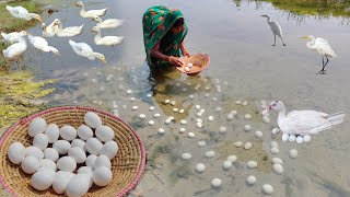 The heron is laying an egg in the water | village women Heron eggs picking cooking&eating in village