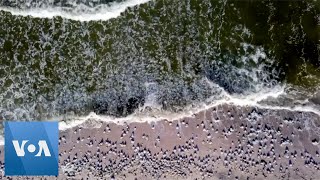 Jellyfish Flood Beaches in Crimea