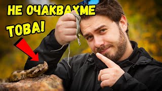 картинка: Берем гъби в змиярник - пепелянка и смок под един камък