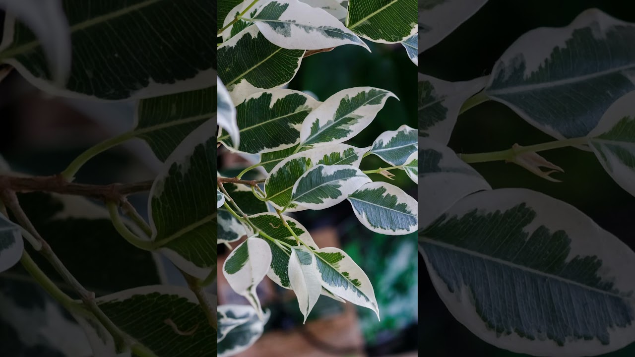 5 Secrets Successful People Use to BOOST Their Focus with Music