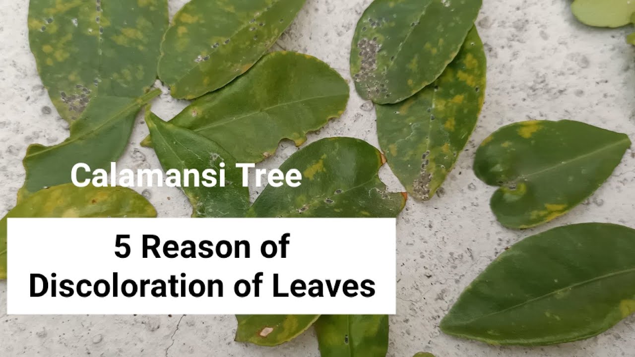 5 Dahilan Kung Bakit Naninilaw at Nagkukulubot ang Dahon ng Calamansi Tree (V92) | A-Gader FarmLand