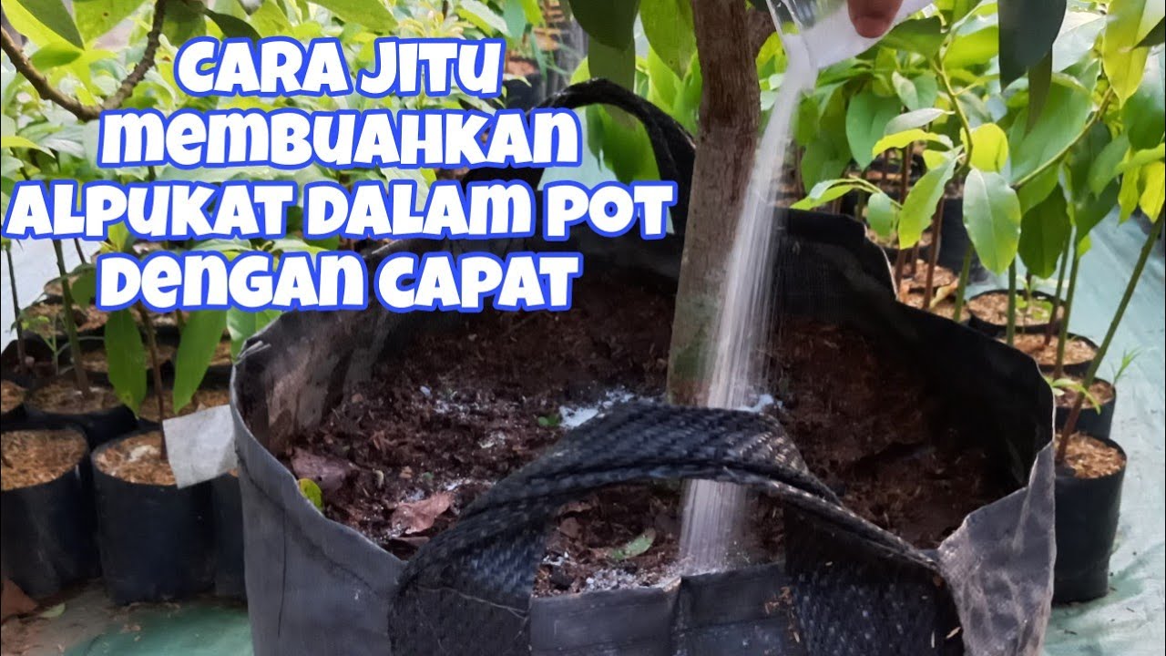 Cara Cepat Membuahkan Pohon Alpukat dalam Pot