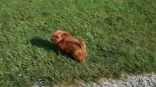 Cavapoo Puppies For Sale