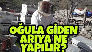 Oğula Gidecek Arı Nasıl Anlaşılır - Ana Arı Memesi Nerede Olmali