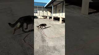 IMG 1430 MOV