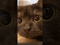 3秒だけ見て…きゅるるんです!#shorts