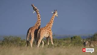 WILD SAVANNAH | Epic Survival Stories from the Heart of Africa