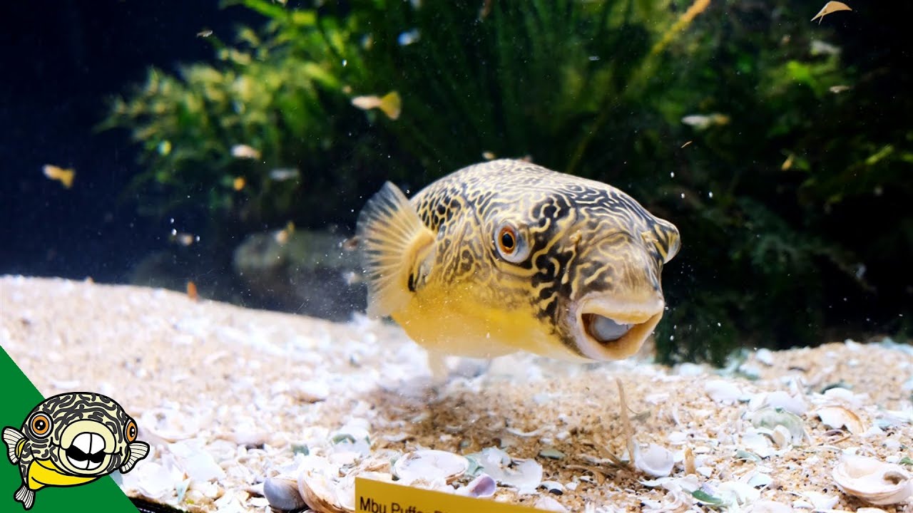 puffer fish aquarium