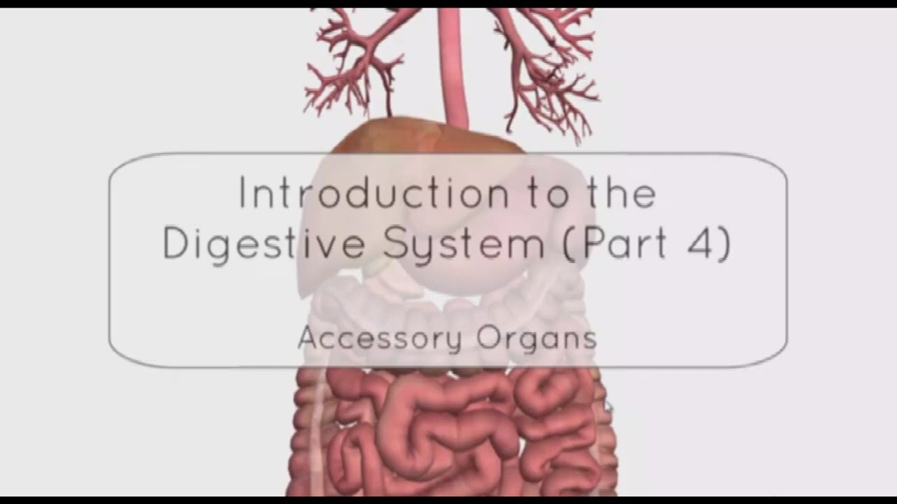 Introduction to the Digestive System Part 4   Accessory Organs   3D Anatomy Tutorial