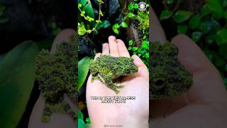 Vietnamese Mossy Frog 🐸 Master of Camouflage!