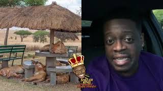Shuler King - The Lions Took Over