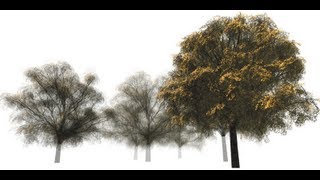 Trees 2011 SigA 1