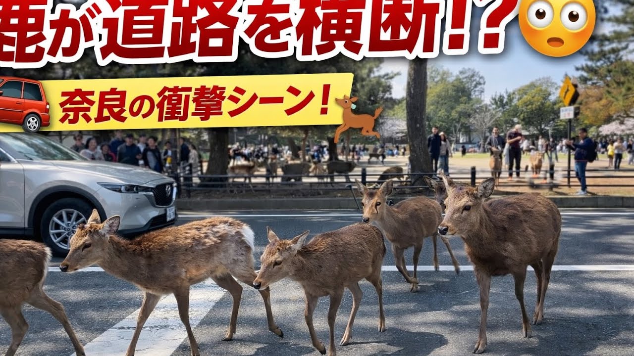 お礼しながら横断歩道を渡る鹿さん⚠️🦌Nara Park Deer in Japan
