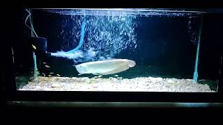 Arowana Silver Red Monster