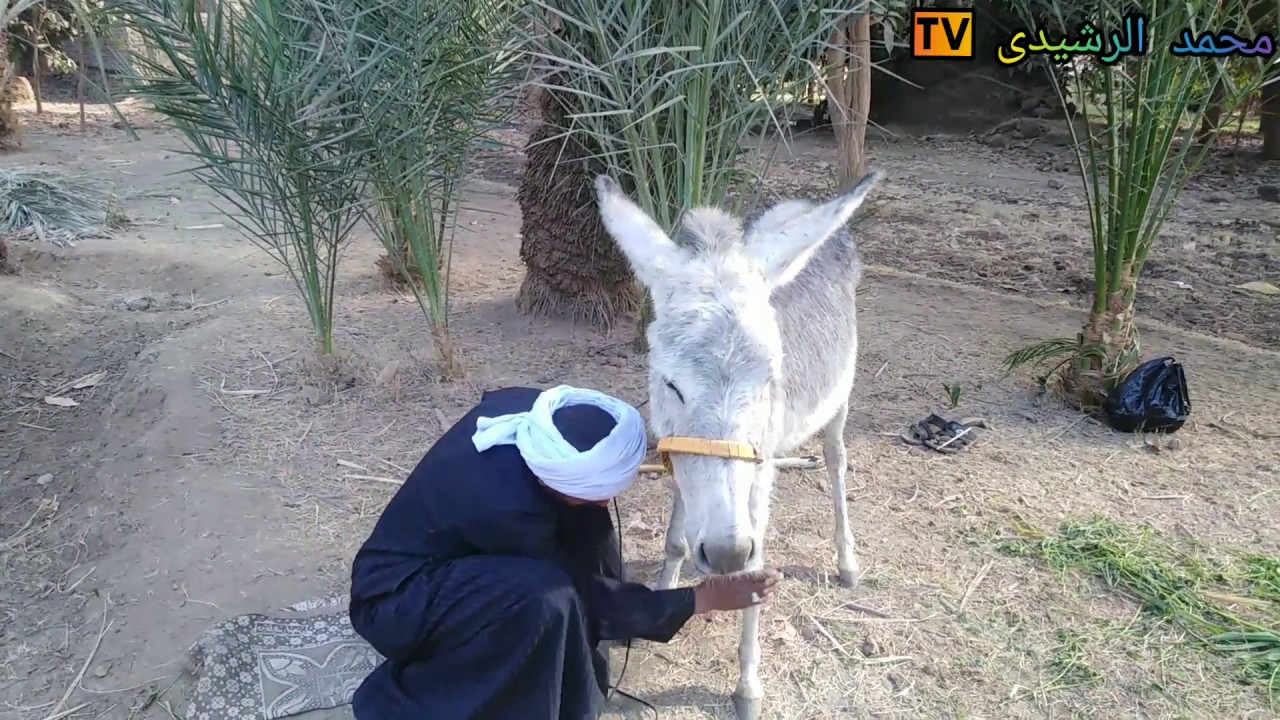 صعيدي بيخط لحماره جل وكريم | الحج فراج | كوميديا الصعايدة