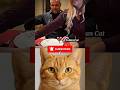 Don't Miss It #22 💔⁉️#cat#meme#funny#trending#viralcat#dance#catvideo