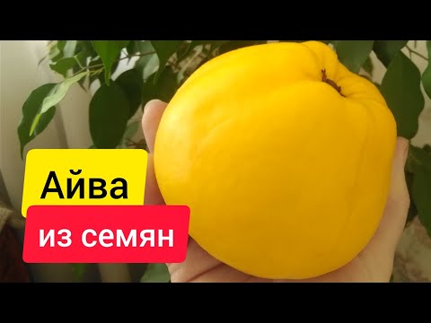 ⚫ Айва из семян | Можно ли вырастить из магазинной айвы дерево?