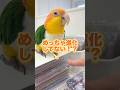 インコのシール帳が"ガチ勢"すぎて交換どころじゃないww【シロハラインコ】