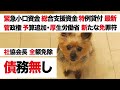 最新情報 返済免除 新ルール【緊急小口資金 総合支援資金】厚生労働省 追加予算「社会福祉協議会 注意点」VS 住民税非課税世帯【定額給付金 再給付】