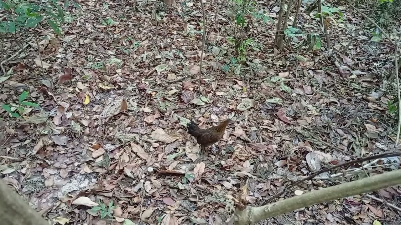 ไก่ต่อแม่จรวดร้องดี/จ่อยคนตีผึ้ง