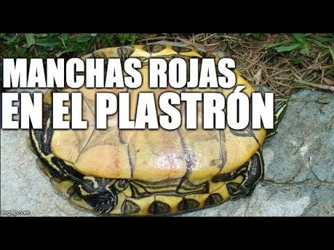 Video: ¿La tortuga tiene plastrón?