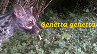 Best Shots Genetta Genetta