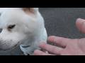 【秋田犬ゆうき】ぜんぜん進まないお散歩にしびれを切らした飼い主が膝の痛みも忘れて走り出す【akita dog】
